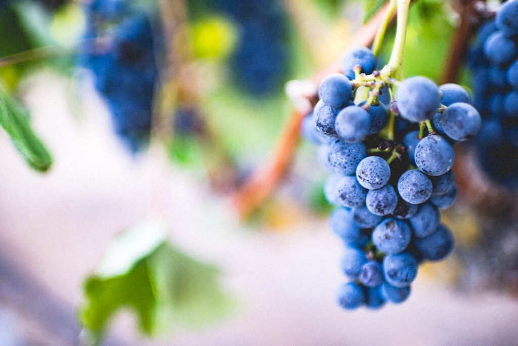 Grenache grapes